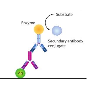 anti ccp elisa kit price|anti ccp antibody kit.